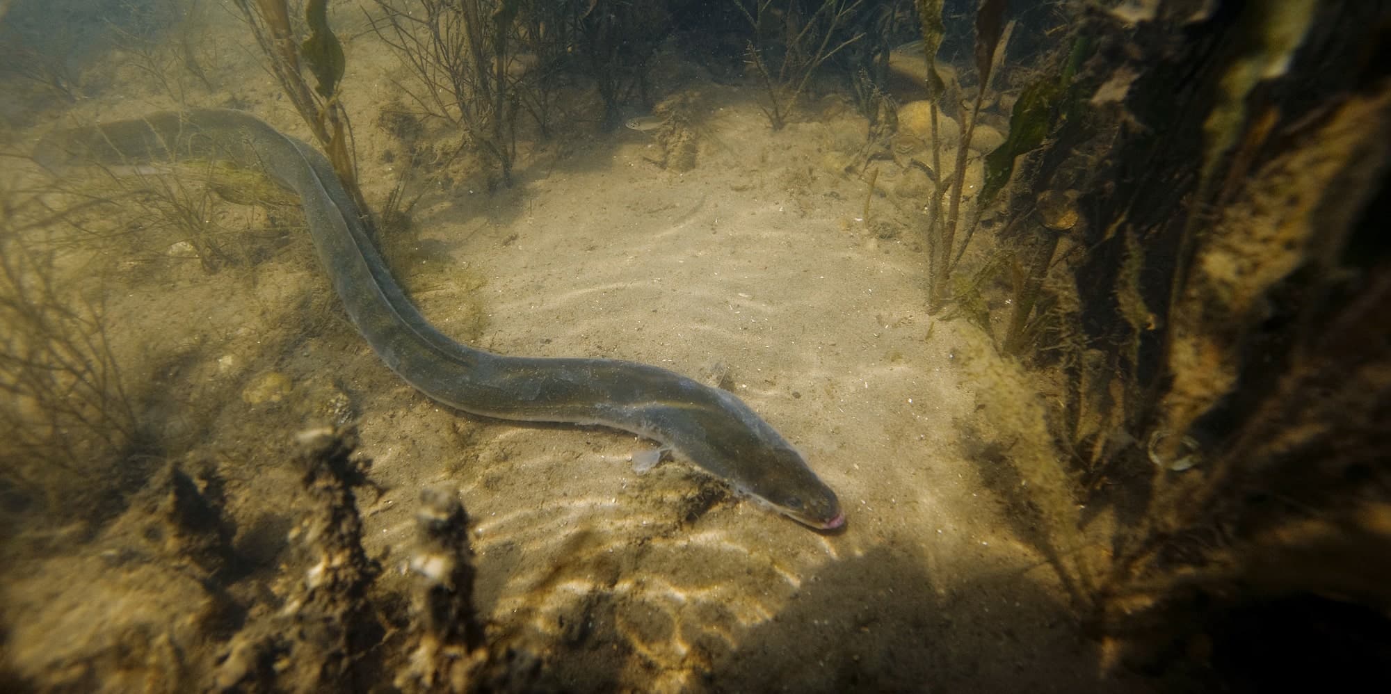 Anguille européenne Migradour