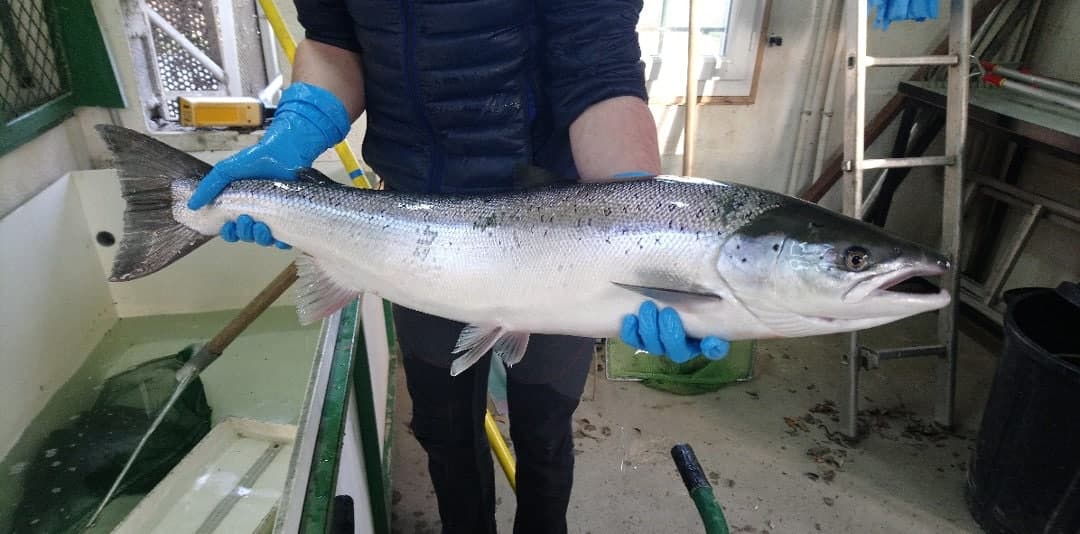 Saumons 2019 : ils arrivent…
