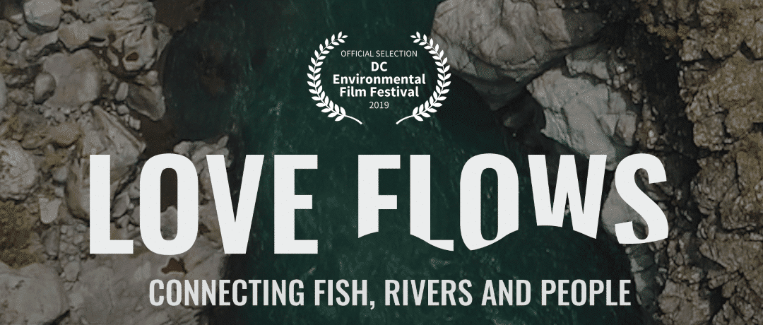 Diffusion live du documentaire « Love flows » sur les poissons migrateurs