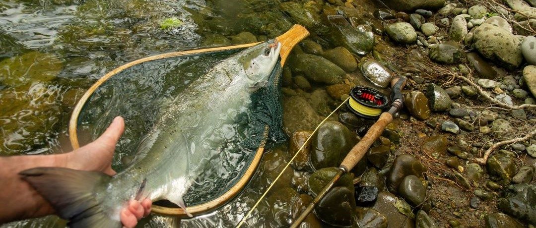 Un saumon remis à l’eau puis contrôlé en station de vidéocomptage!
