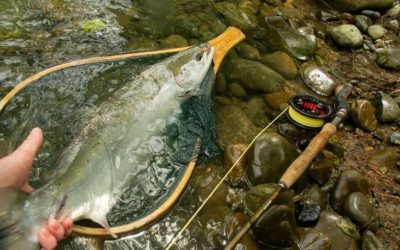 Un saumon remis à l’eau puis contrôlé en station de vidéocomptage!